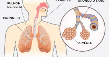 Sistema respiratorio y asma