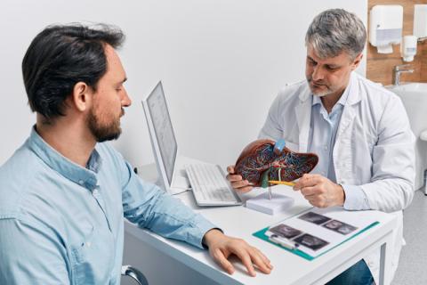 Médico mostrando cómo regenerar el hígado dañado por el alcohol.