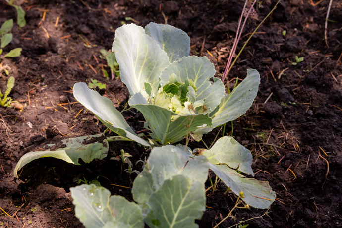 La cosecha: lechuga
