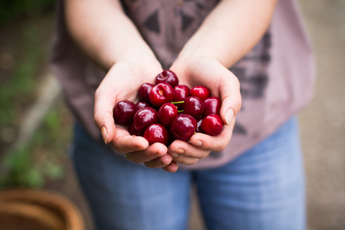 Manos llenas de cerezas, uno de los alimentos con melatonina.