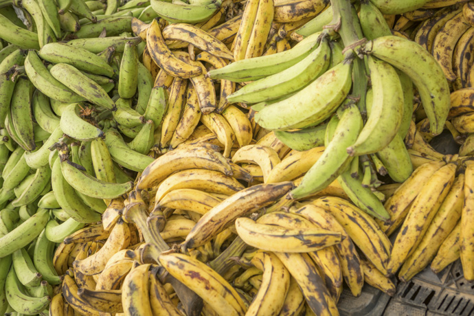Plátanos verdes y maduros&nbsp;