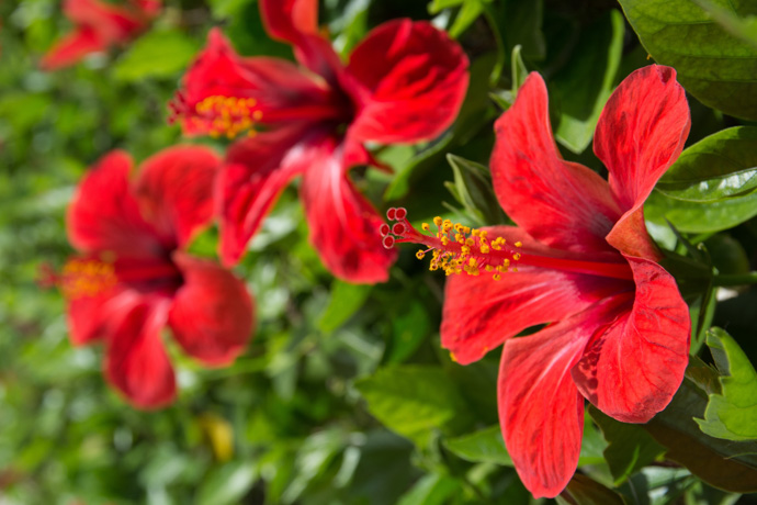 Planta de hibisco o cayena.