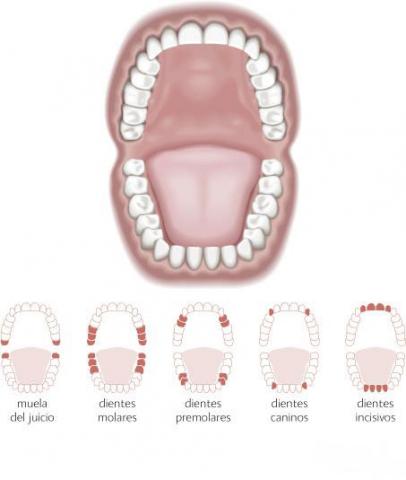 Muelas del juicio y resto de dientes en un diagrama de una boca